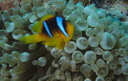 Image of Clownfish