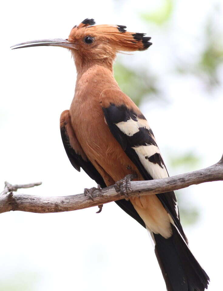 Image of African Hoopoe