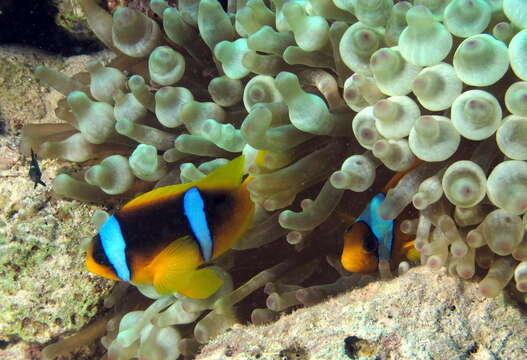 Image of Clownfish