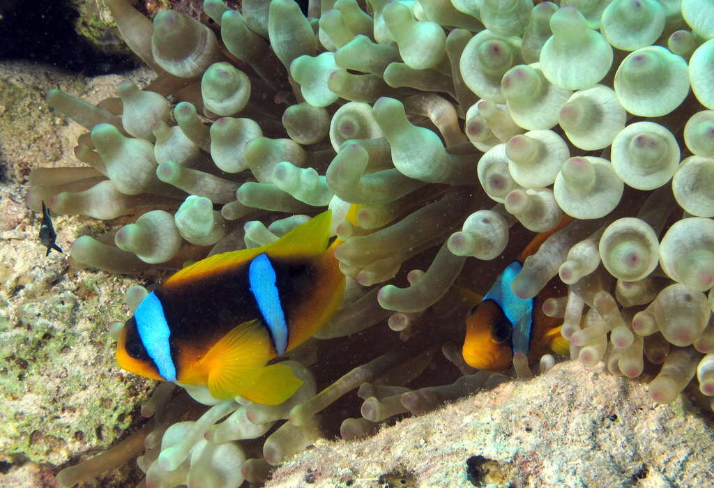 Image of Clownfish