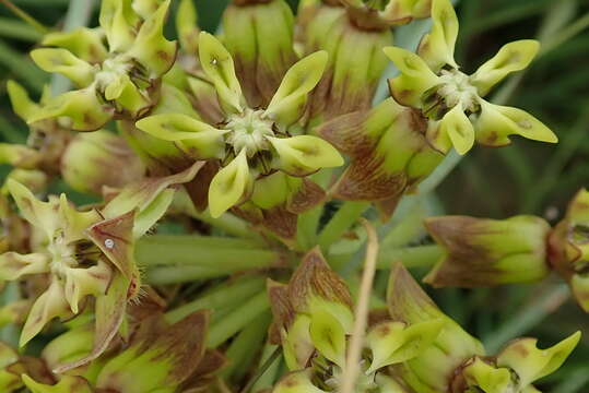 Image of Asclepias macropus (Schltr.) Schltr.