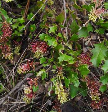 Image of Grevillea bedggoodiana J. H. Willis ex Mc Gill.