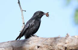 Image of Southern Black Flycatcher