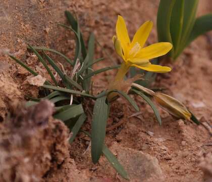 صورة Ixia acaulis Goldblatt & J. C. Manning