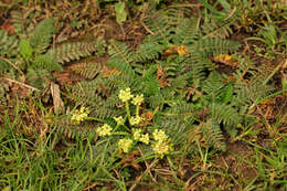 Imagem de Haplosciadium abyssinicum Hochst.