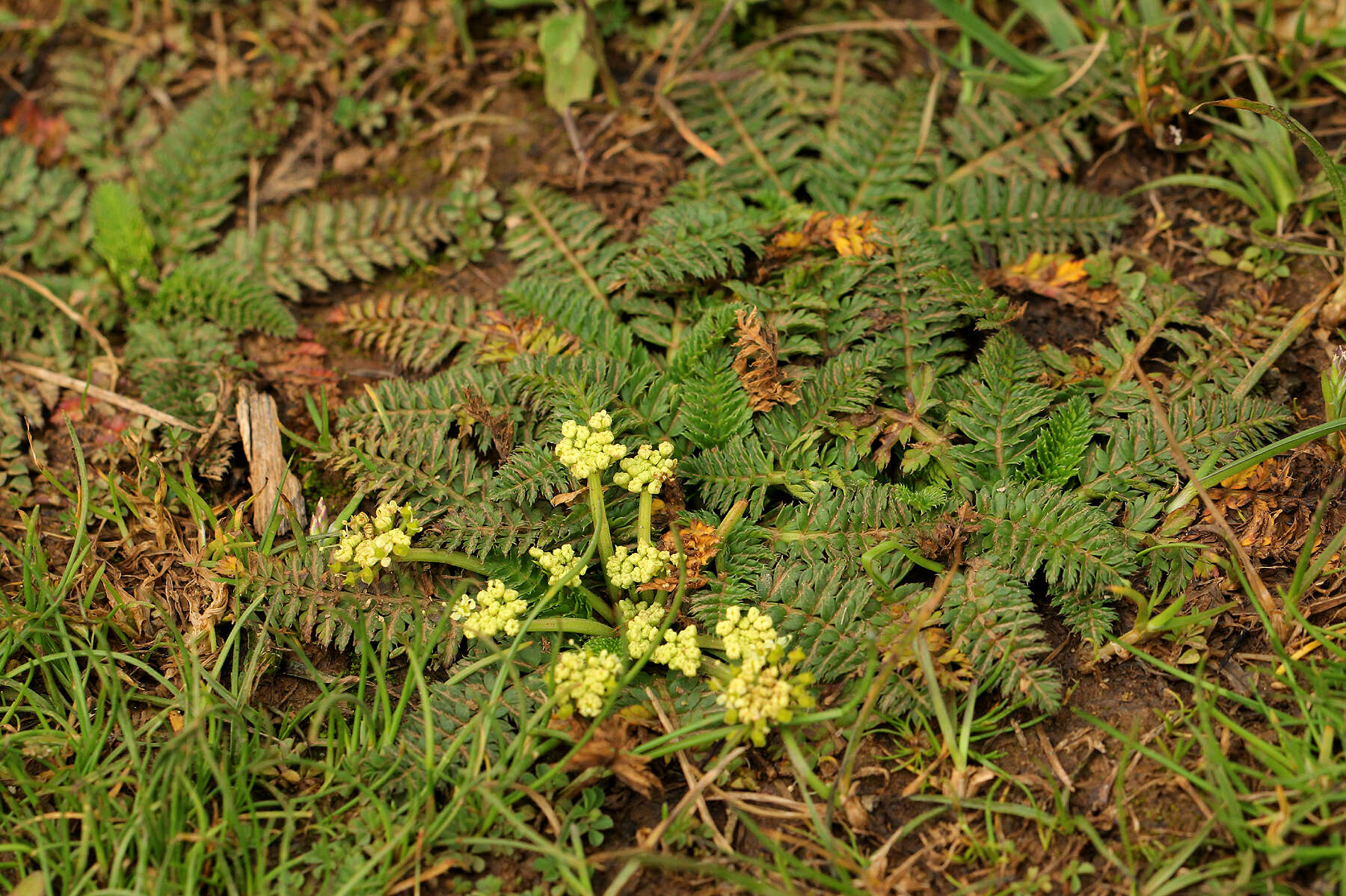 Слика од Haplosciadium abyssinicum Hochst.