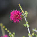 Image de Melaleuca empetrifolia Rchb.