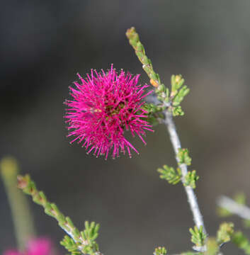 Image of Melaleuca empetrifolia Rchb.