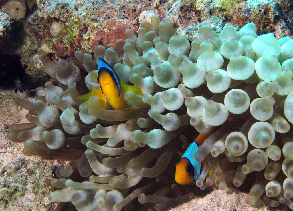 Image of Clownfish