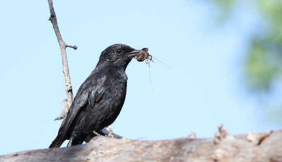 Image of Southern Black Flycatcher