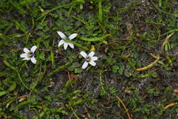 Image of Lobelia perpusilla Hook. fil.