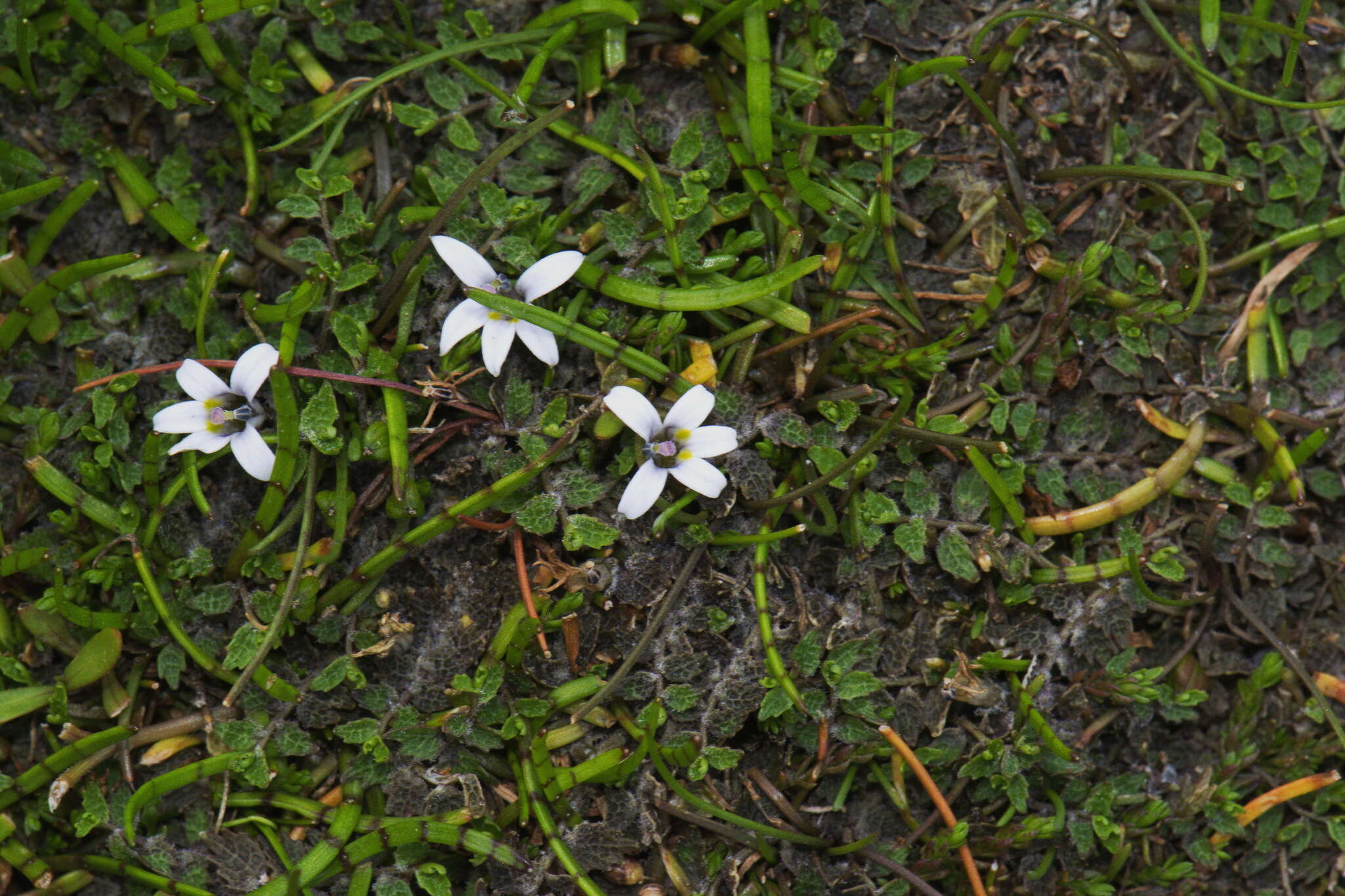 Image of Lobelia perpusilla Hook. fil.