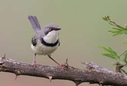 Image of Bar-throated Apalis