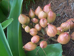 Imagem de Crinum stuhlmannii Baker