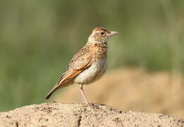 Image of Rufous-naped Lark