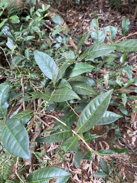 Camellia sinensis var. assamica (Masters) Kitamura resmi