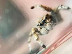 Image of Habronattus amicus (Peckham & Peckham 1909)