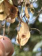 Image of Pentaceras australe (F. Müll.) Hook. fil.