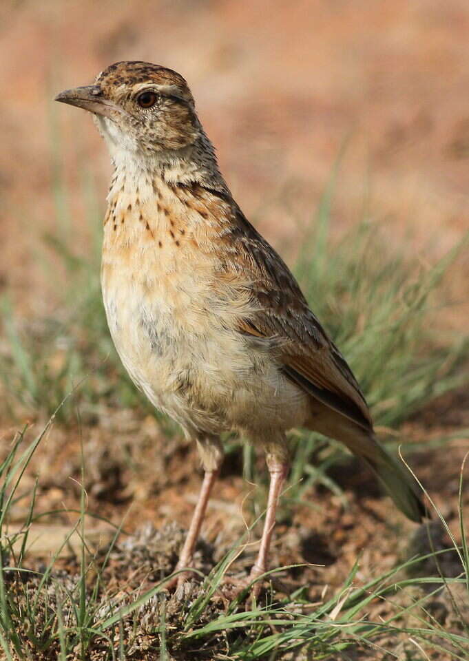 Image of Rufous-naped Lark