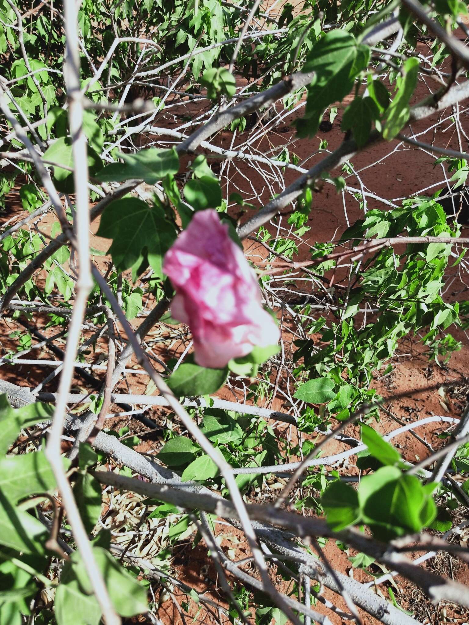 Image of Sturt's desert rose