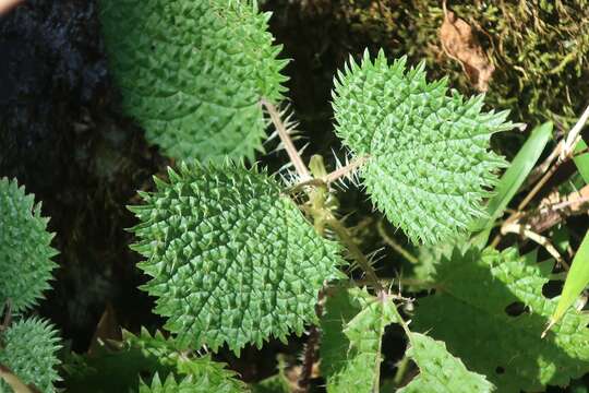 Слика од Urtica thunbergiana Sieb. & Zucc.