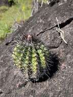 Image of Melocactus smithii (Alexander) Buining