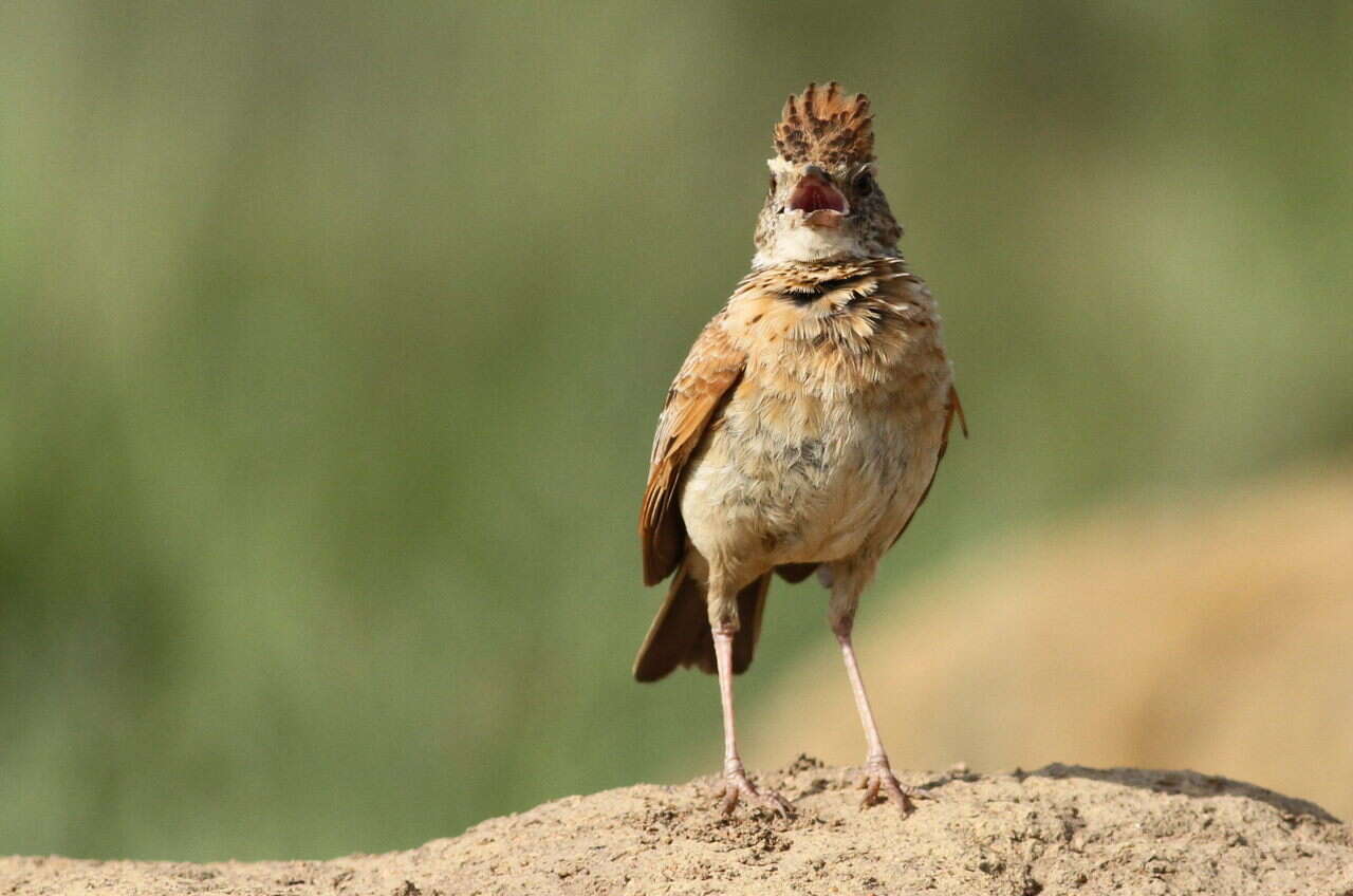 Image of Rufous-naped Lark