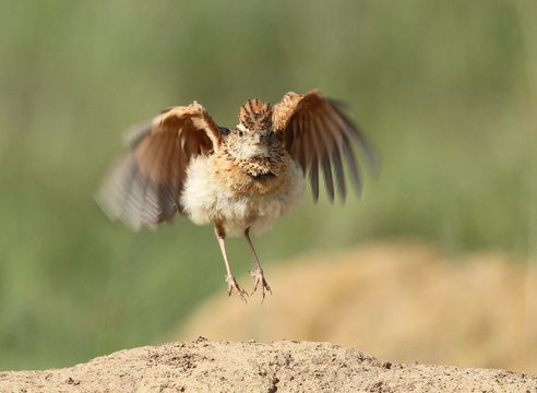 Image of Rufous-naped Lark