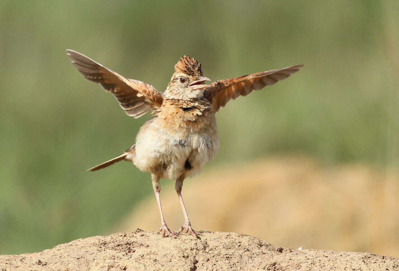 Image of Rufous-naped Lark