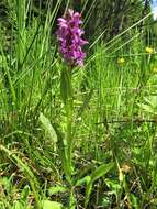 Image of Dactylorhiza cordigera (Fr.) Soó