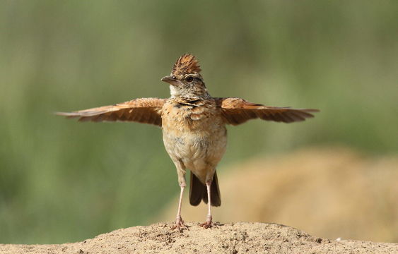Image of Rufous-naped Lark