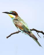 Image of bee-eater, european bee-eater