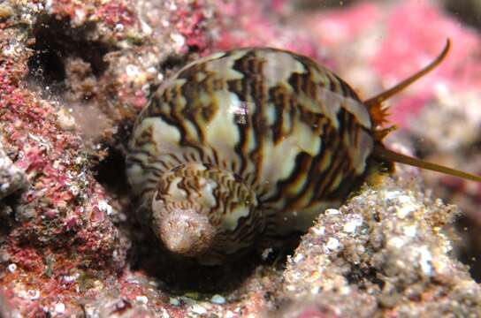 Imagem de Phasianella ventricosa Swainson 1822