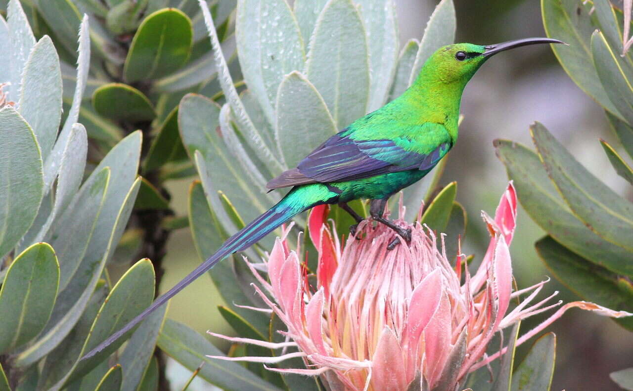 Image of Malachite Sunbird