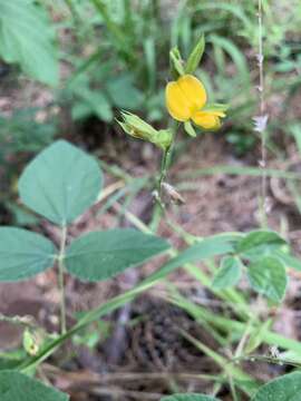 Plancia ëd Rhynchosia latifolia Torr. & A. Gray