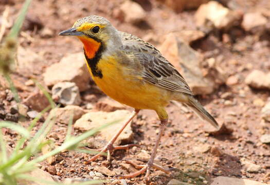 Image of Cape Longclaw