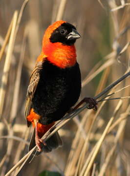 Image of Red Bishop