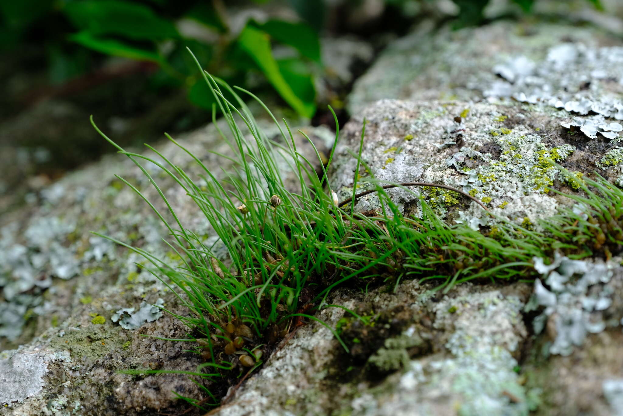 Image of Drimia uniflora J. C. Manning & Goldblatt