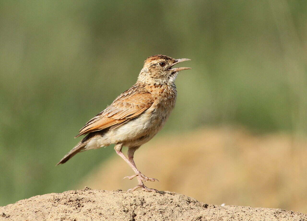 Image of Rufous-naped Lark