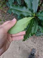 Image of Taiwanese photinia