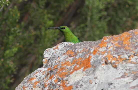 Image of Malachite Sunbird