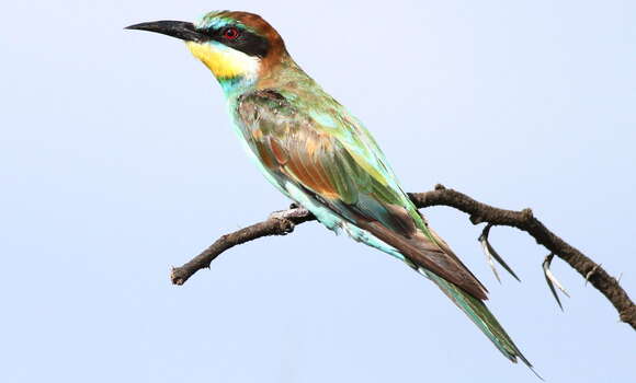 Image of bee-eater, european bee-eater