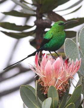 Nectarinia famosa (Linnaeus 1766) resmi