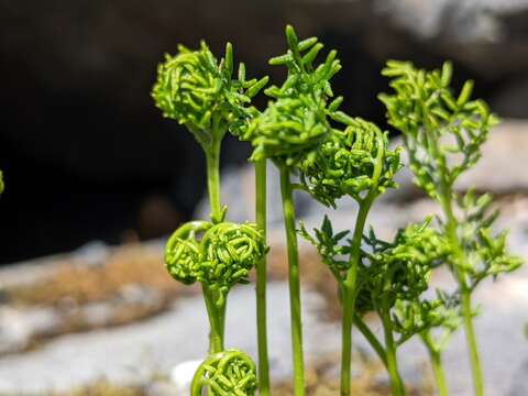 Sivun Cryptogramma sitchensis (Rupr.) Moore kuva