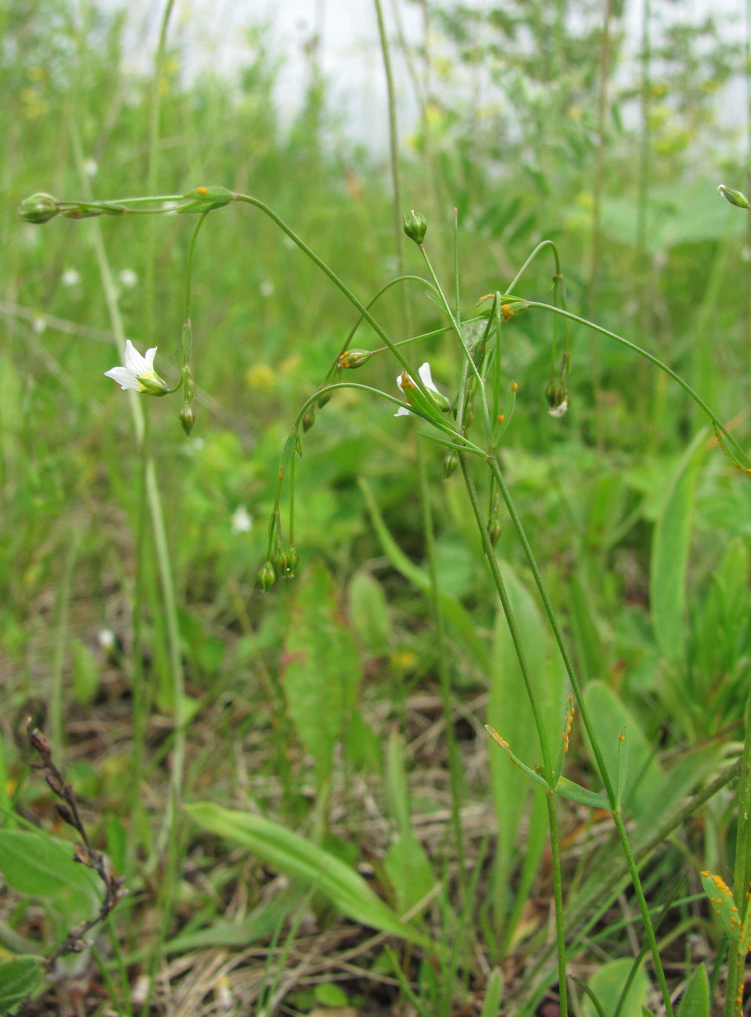 Image of Melampsora lini (Ehrenb.) Thüm. 1878