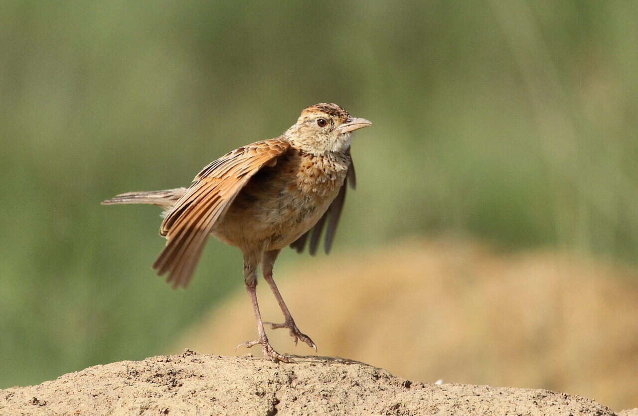 Image of Rufous-naped Lark