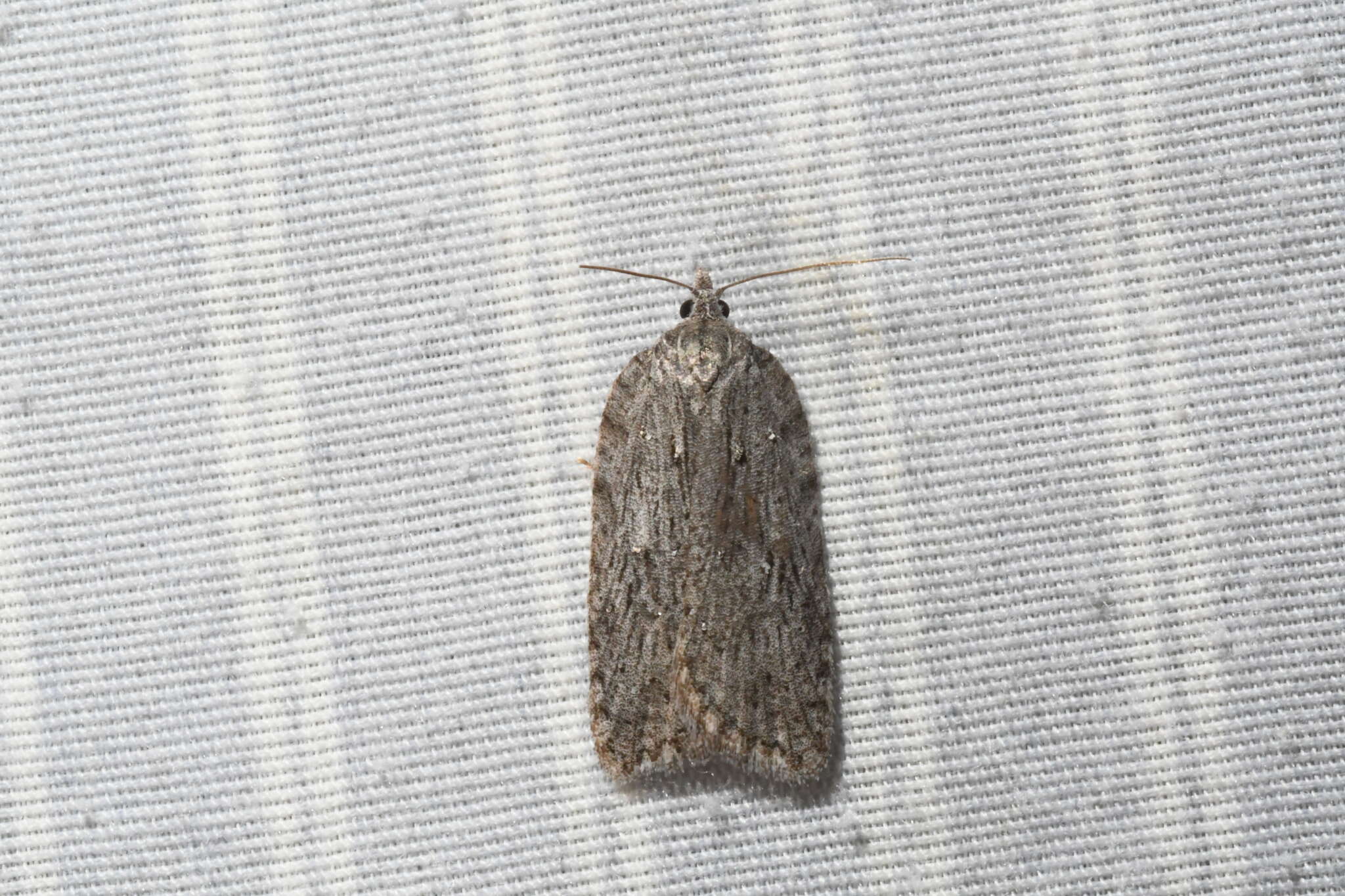 Image of Acleris maximana Barnes & Busck 1920