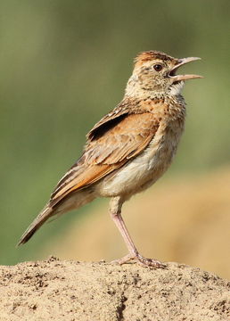 Image of Rufous-naped Lark