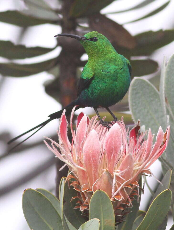 Image of Malachite Sunbird