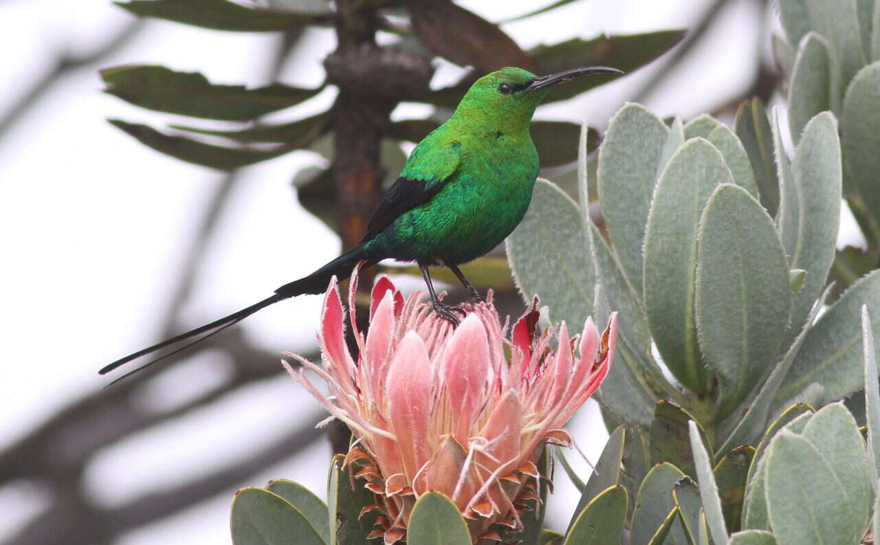 Image of Malachite Sunbird